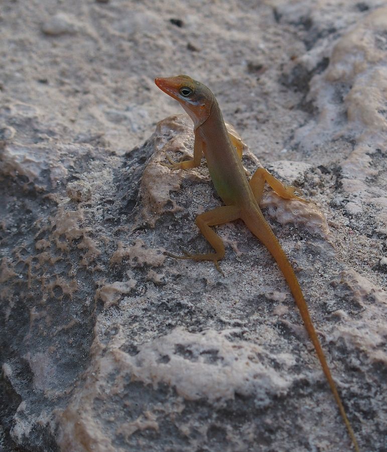 karibi gyik